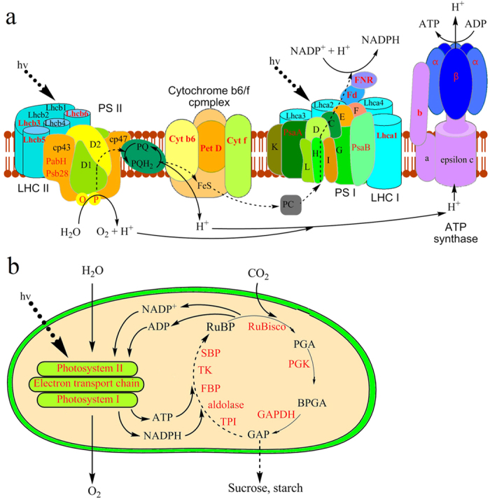 Figure 5