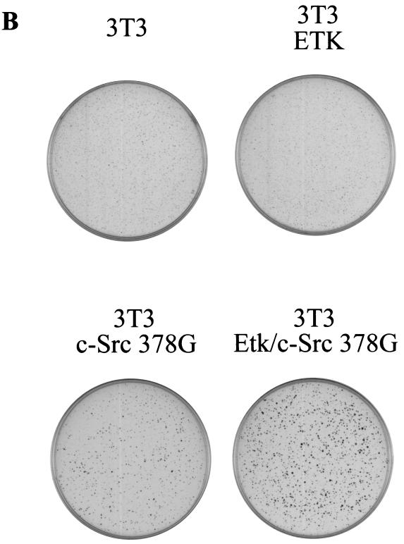 FIG. 7