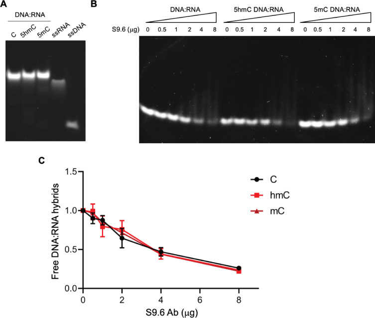 Figure 1—figure supplement 1.