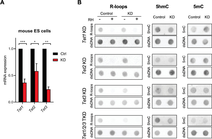 Figure 2—figure supplement 1.