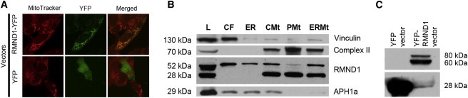 Figure 6