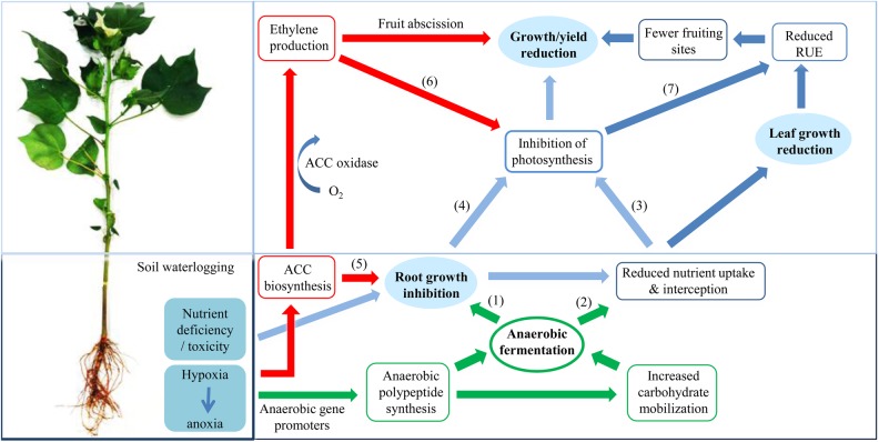 Figure 5.