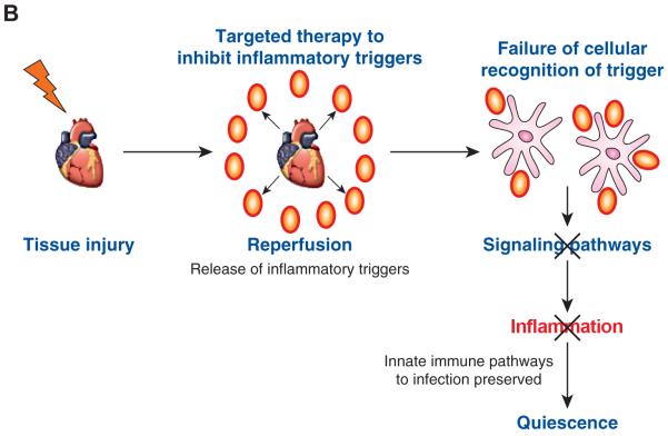 Figure 1B