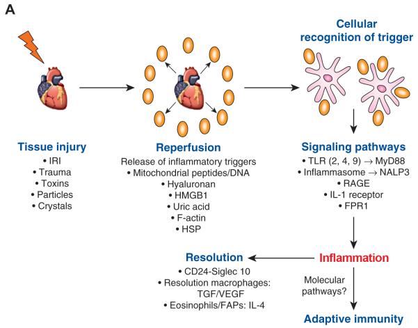 Figure 1A