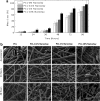 <b>FIG. 2.</b>