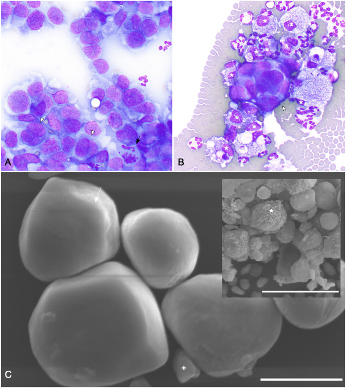 Figure 1.
