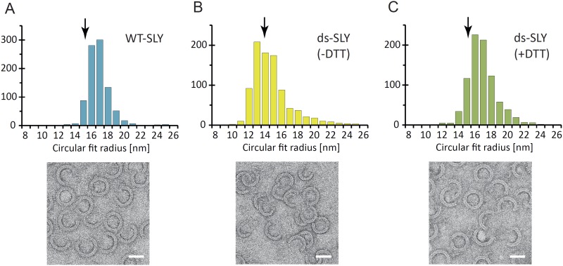 Figure 2—figure supplement 1.