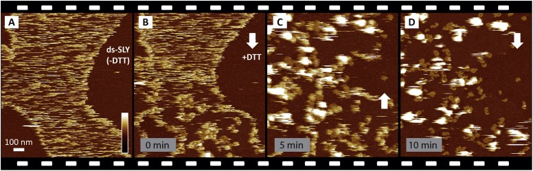 Figure 3—figure supplement 1.