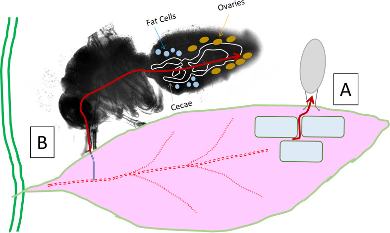 Fig. 1