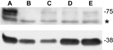 Fig.4