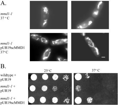 Figure 6.