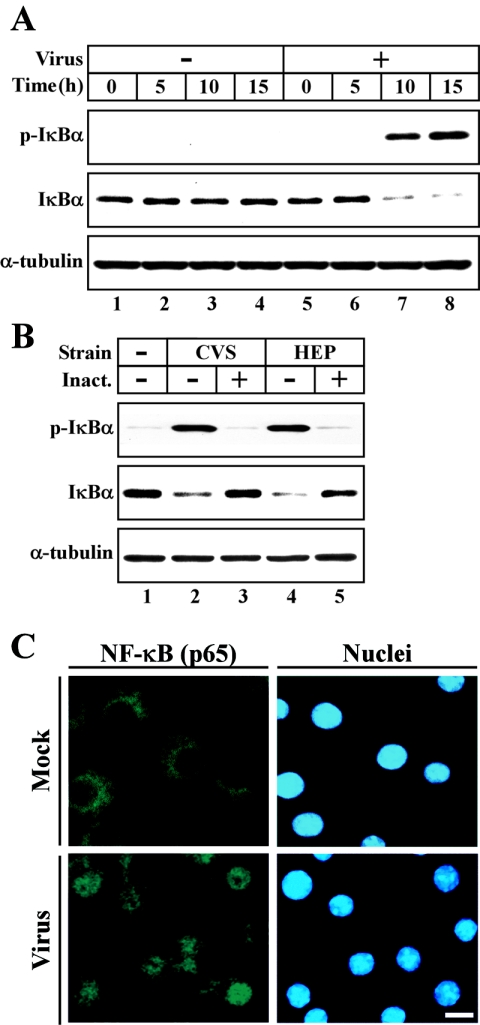 FIG. 5.