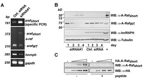 Figure 1: The A-Rafshort isoform expression is induced after hnRNP H knockdown