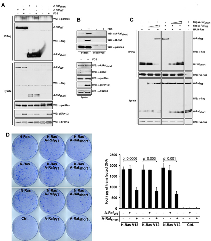 Figure 4: A-Rafshort interacts with activated Ras inhibiting Ras-ERK signalling