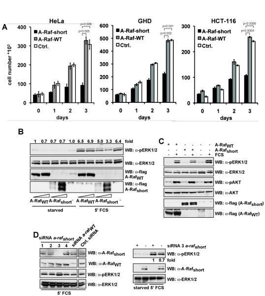 Figure 3: A-Rafshort inhibits Ras-ERK signalling