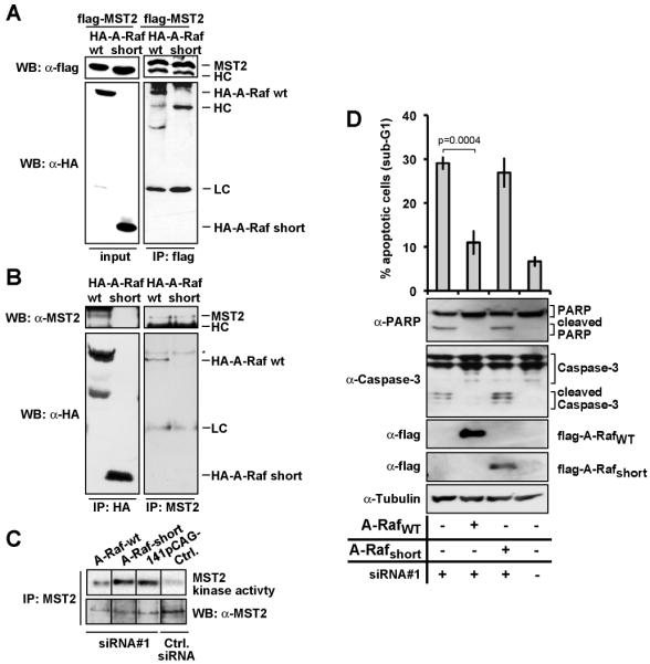 Figure 2: The A-Rafshort protein does not interact with MST2