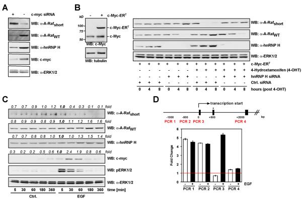 Figure 5: c-Myc regulates hnRNP H expression