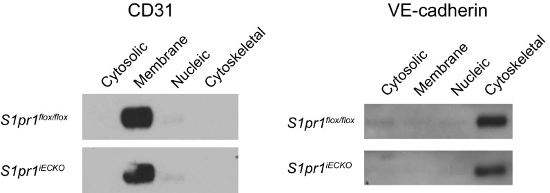 Fig. S5.