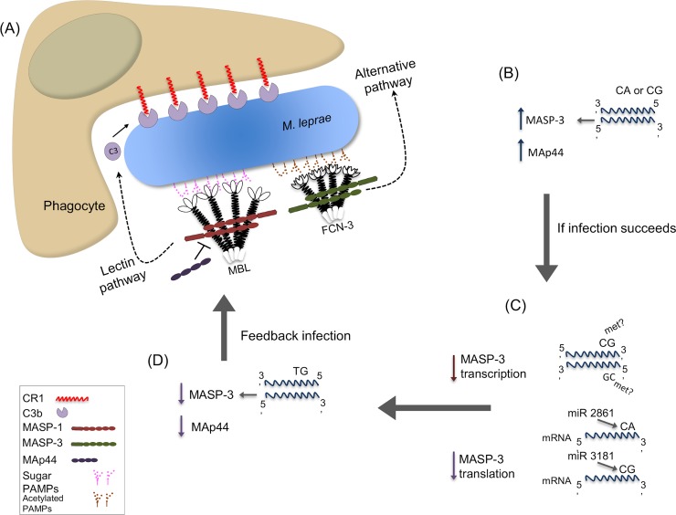 Fig 6