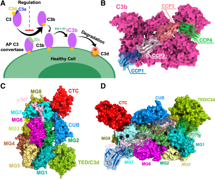 FIGURE 1