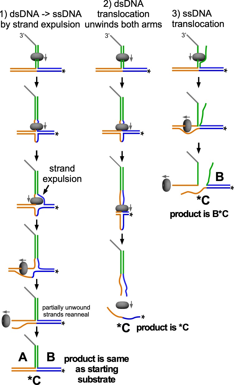 Figure 5—figure supplement 1.