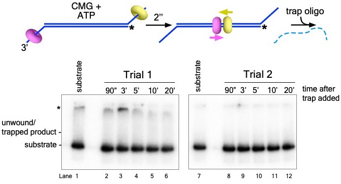 Figure 4—figure supplement 2.