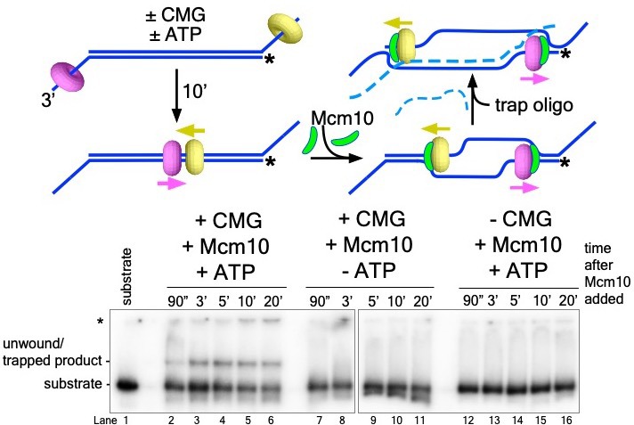 Figure 4—figure supplement 3.