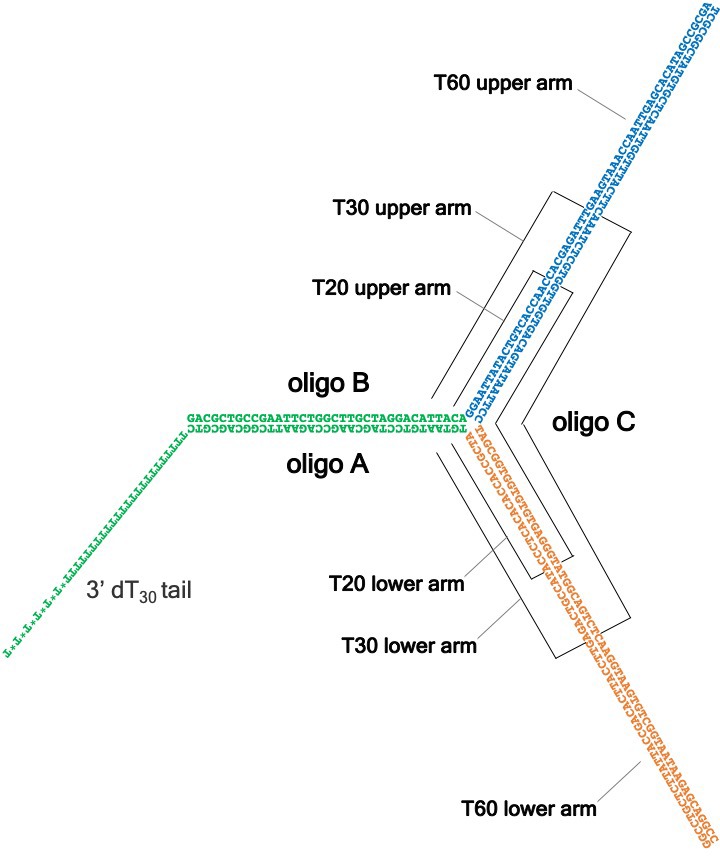 Figure 2—figure supplement 1.