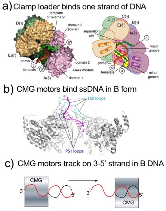 Figure 3—figure supplement 1.