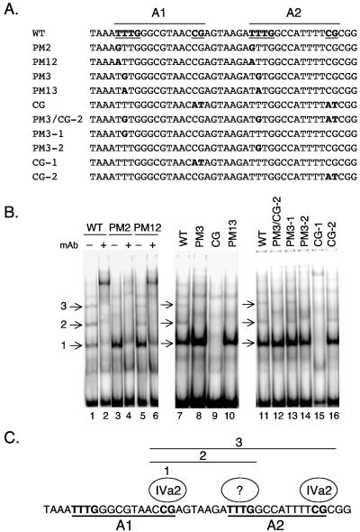 FIG. 3.