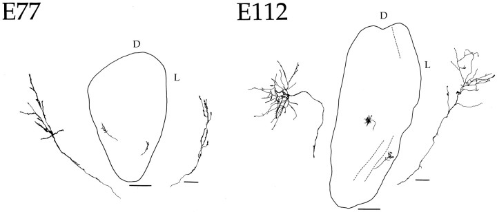 Fig. 5.