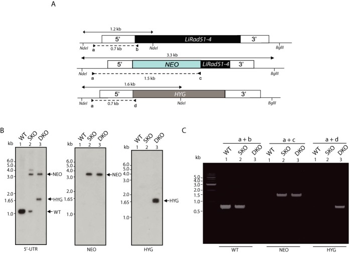 Figure 6.