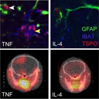 graphic file with name GLIA-68-280-g011.jpg