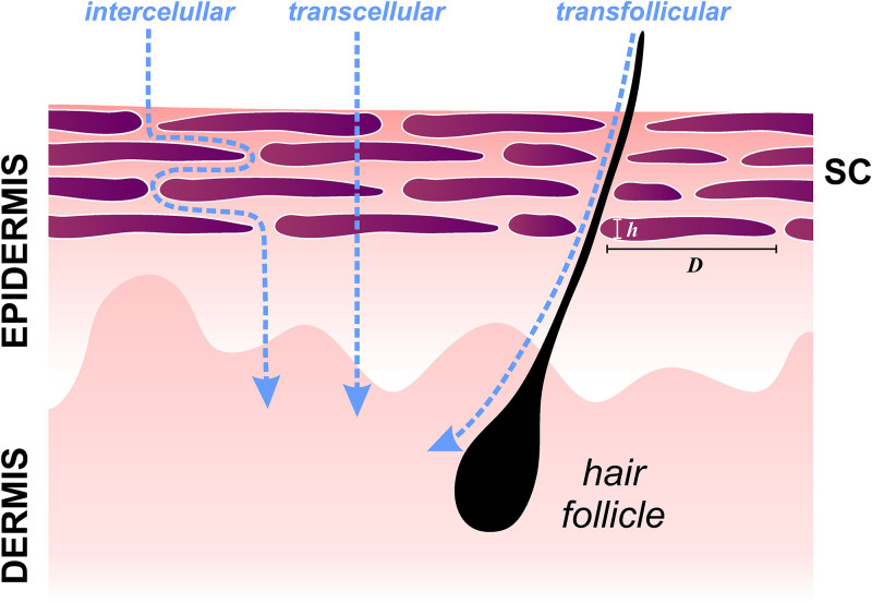 FIG. 2.