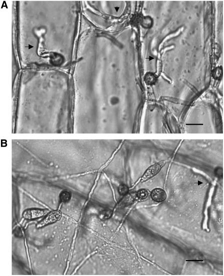 Figure 5.