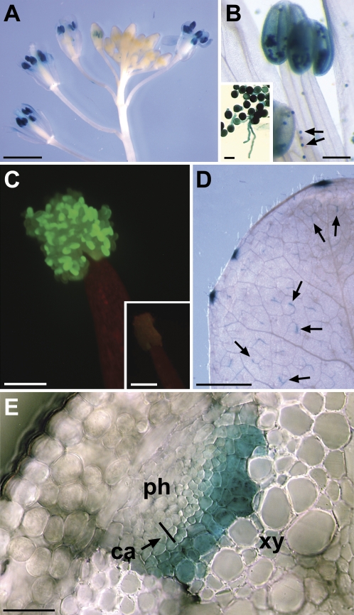 Fig. 7.