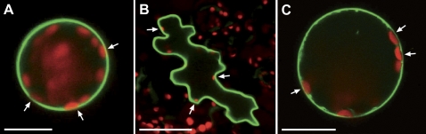 Fig. 5.