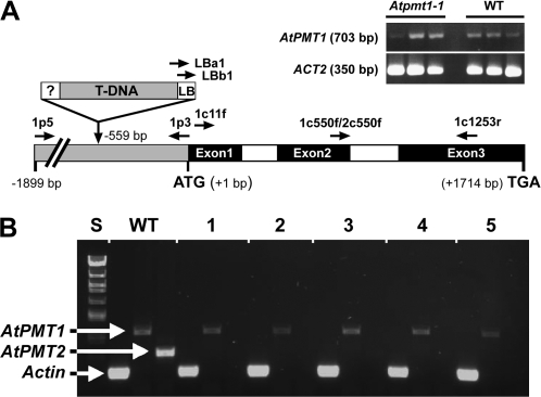 Fig. 10.