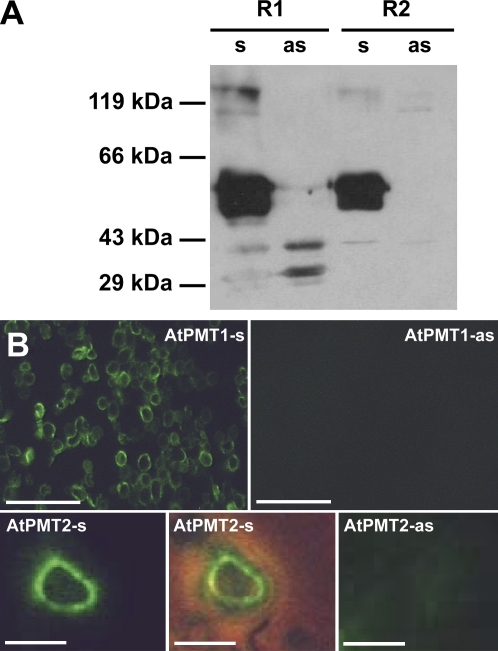 Fig. 8.