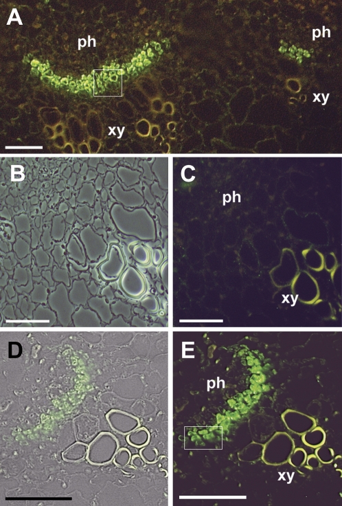 Fig. 9.