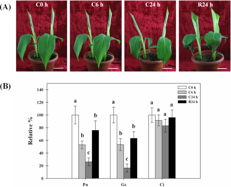 Fig. 2.