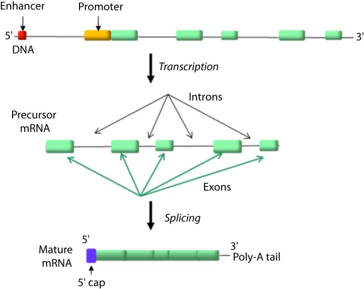 Figure 5.