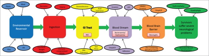 Cronobacter sakazakii: stress survival and virulence potential in an ...