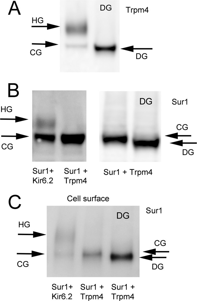 FIGURE 4.