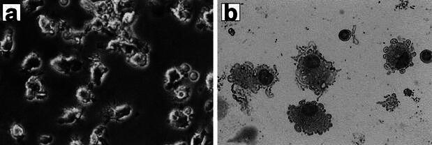 Fig. 1a, b.