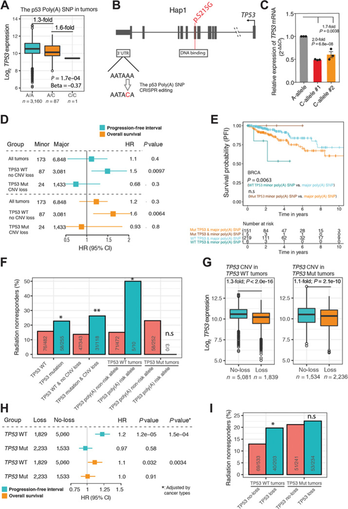 Germline and Somatic Genetic Variants in the p53 Pathway Interact to ...