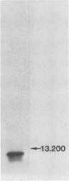 521