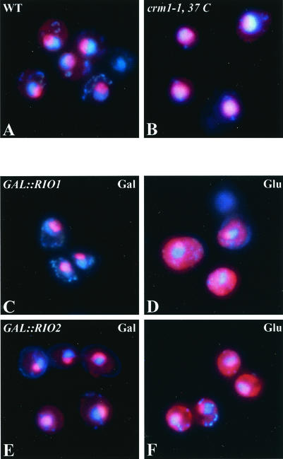 FIG. 5.