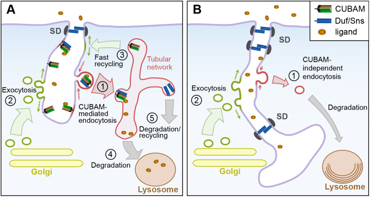 Fig. 7.