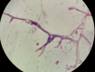 Figure 5